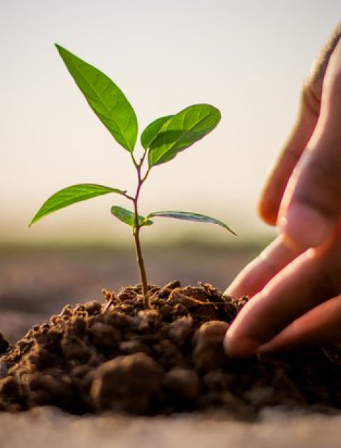 Street Tree Planting