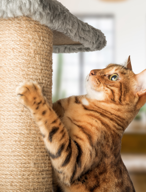 An inside cat